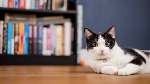 A white and black cat called Pickle lying on a wooden floor next to a bookcase